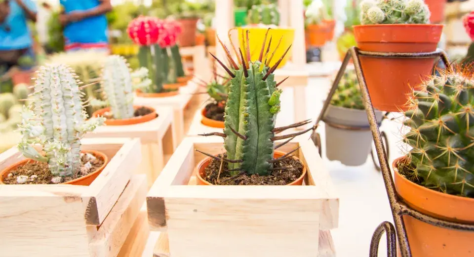 Přesazování kaktusů