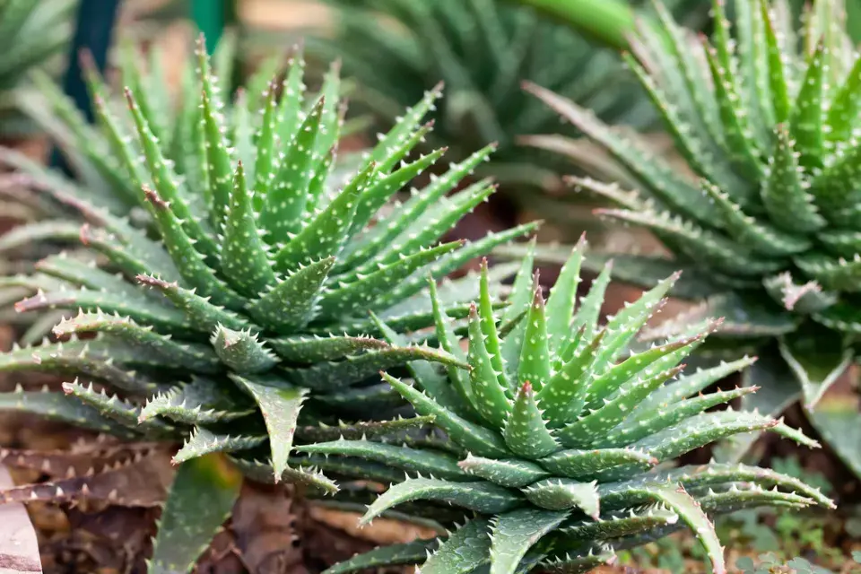 Nejčastější jedovaté pokojovky v českých domácnostech