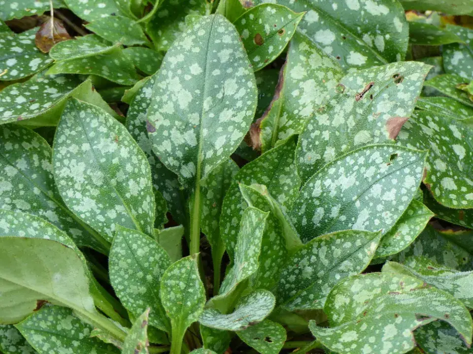 Plicník lékařský (Pulmonaria officinalis) 
