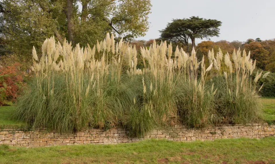 Pampová tráva (Cortaderia selloana)