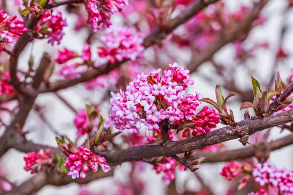 Keře kvetoucí na jaře