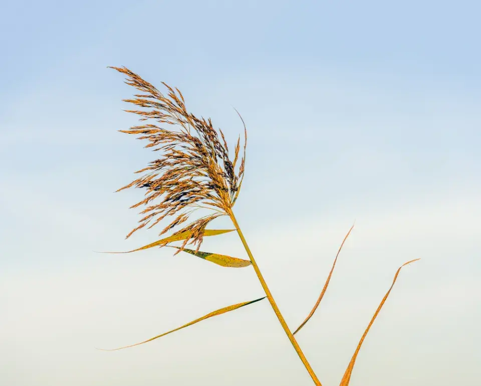 Rostliny do kořenové čističky