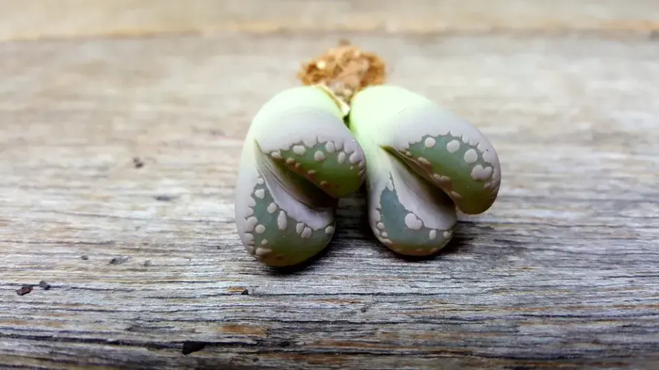 Pěstování živých kamenů