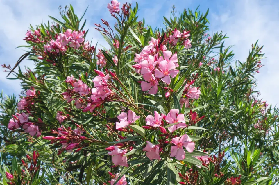 Jedovaté pokojovky, které se s kočkami nesnesou