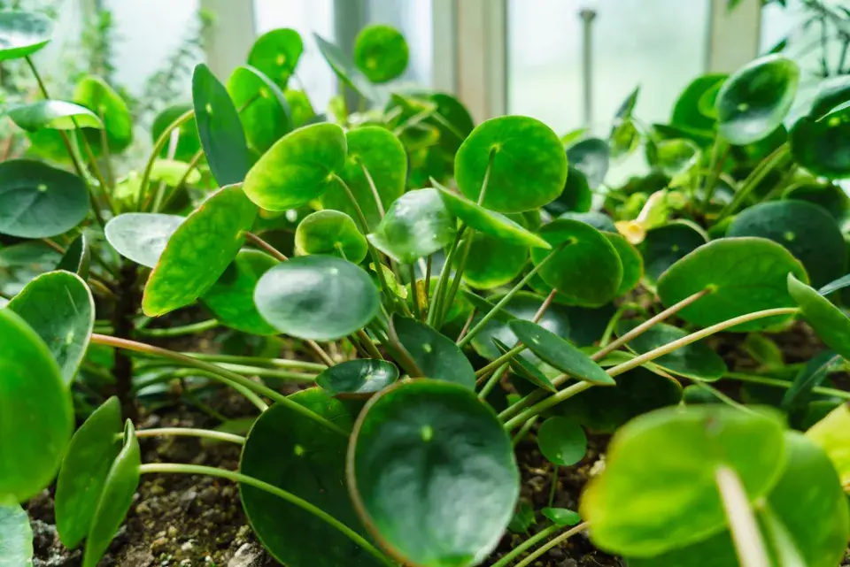 Palačinková rostlina