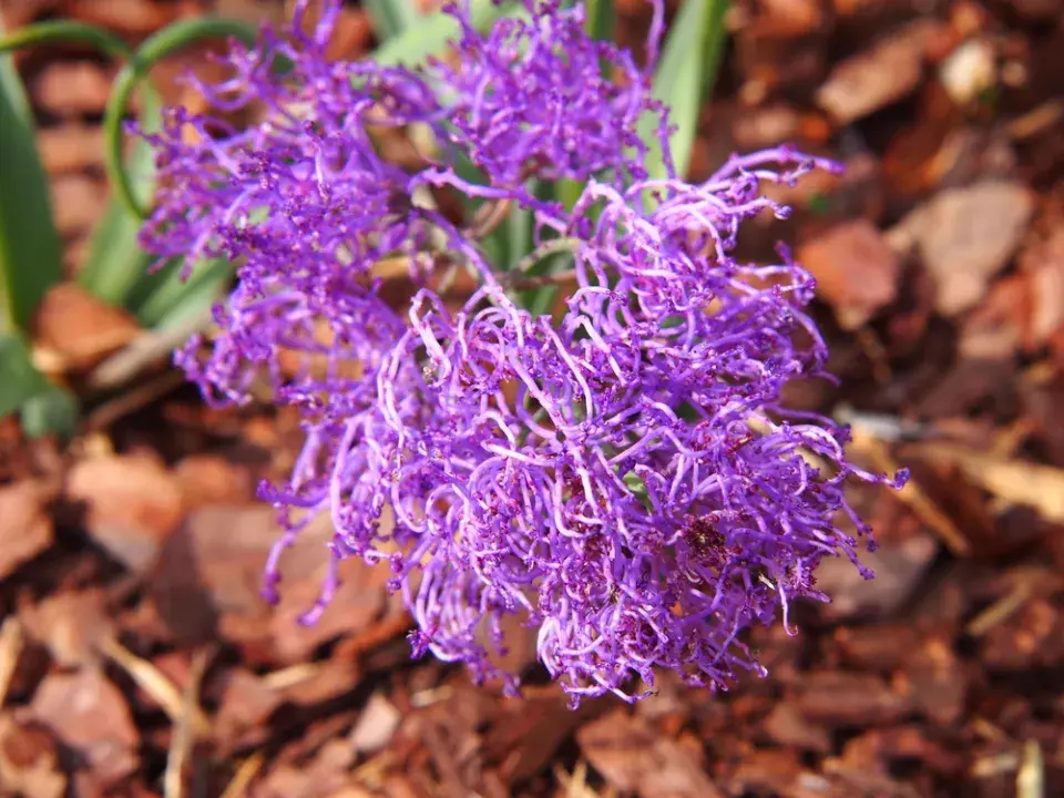 Vyhlašujeme TOP 10 nejzajímavějších jarních cibulovin