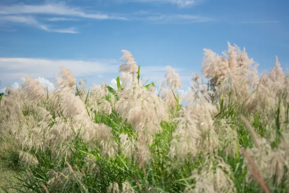 Rostliny do kořenové čističky
