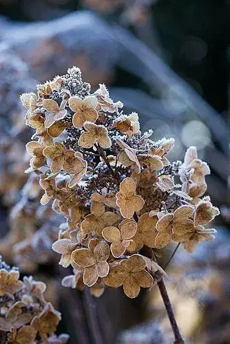 Hortenzie v zimě