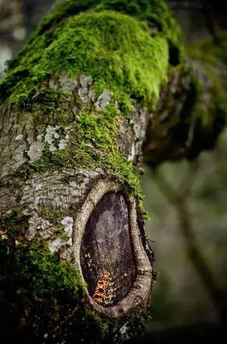 Lišejník na stromech