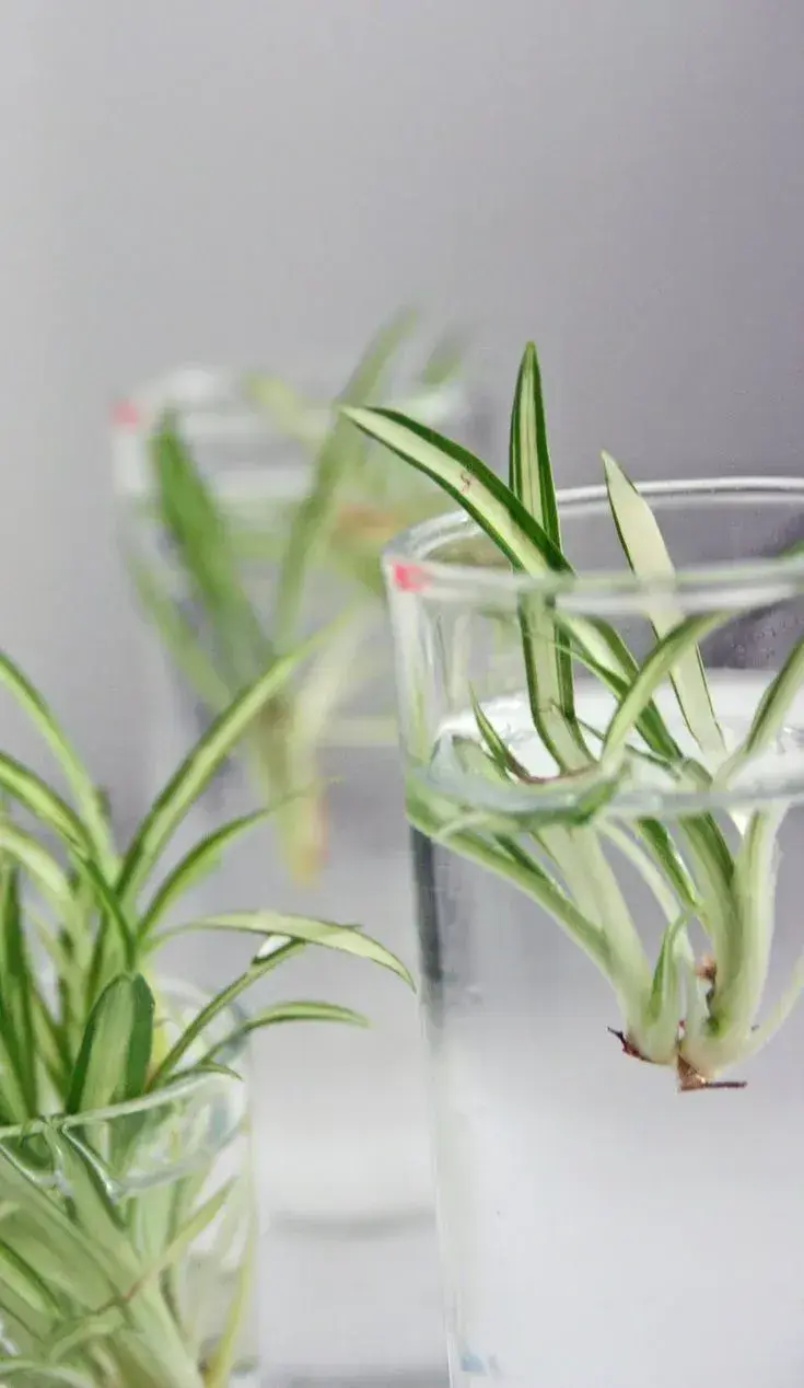 Pěstování zelence ve vodě