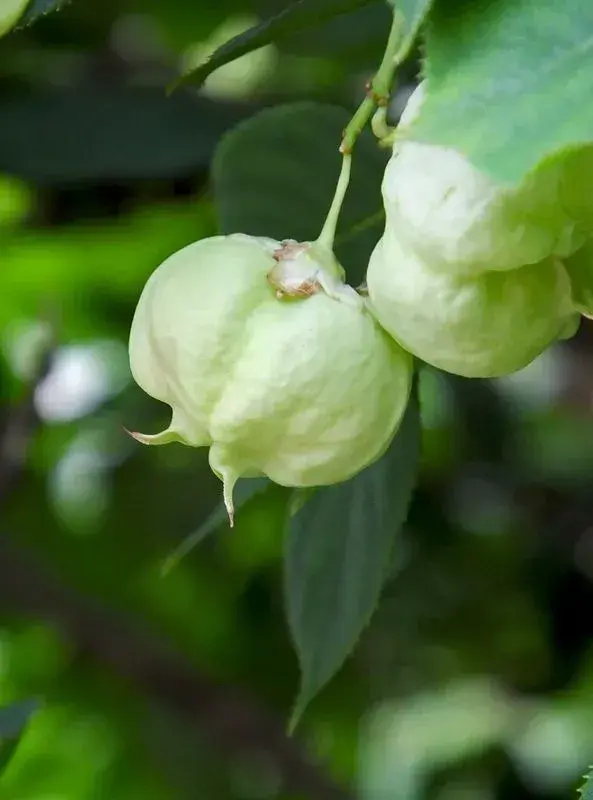 Přírodní zvonkohra