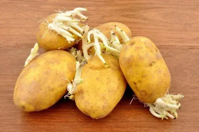 Klíčení brambor na sadbu