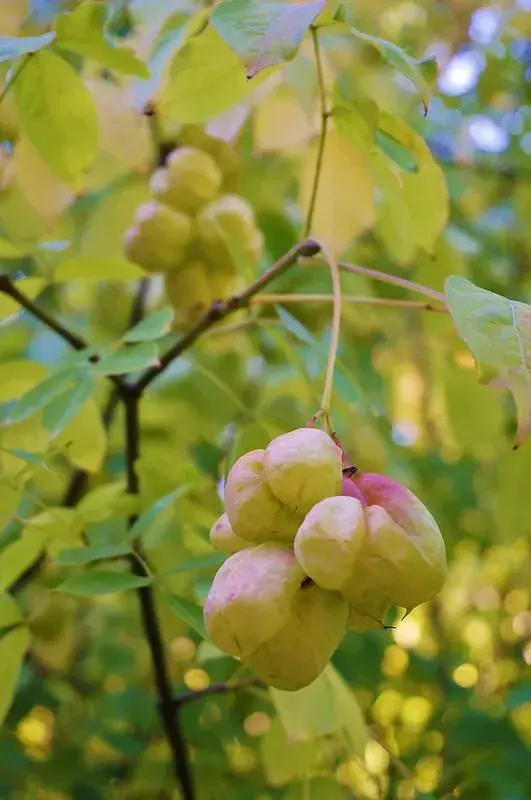 Přírodní zvonkohra