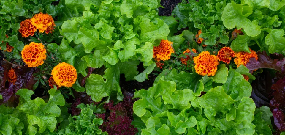 Co zasadit k jahodám