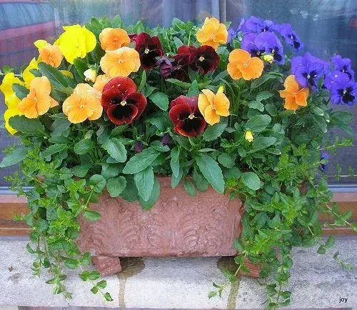 Macešky do truhlíku na parapet