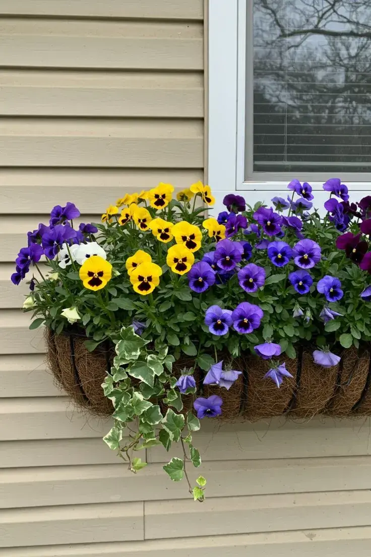 Macešky do truhlíku na parapet