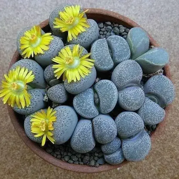 Pěstování živých kamenů