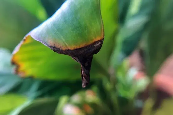 Zasychání listů u pokojových rostlin v detailu