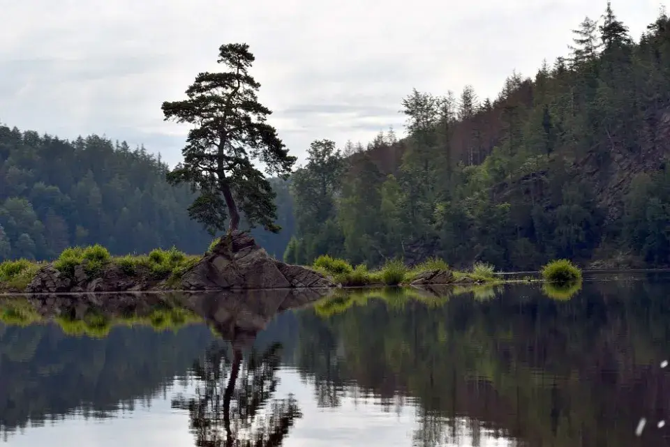 Nejúchvatnější a památné chráněné dřeviny České republiky