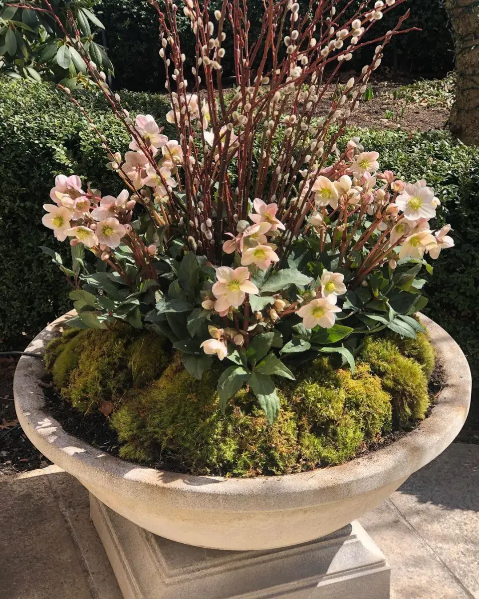 Lesní jarní truhlík 