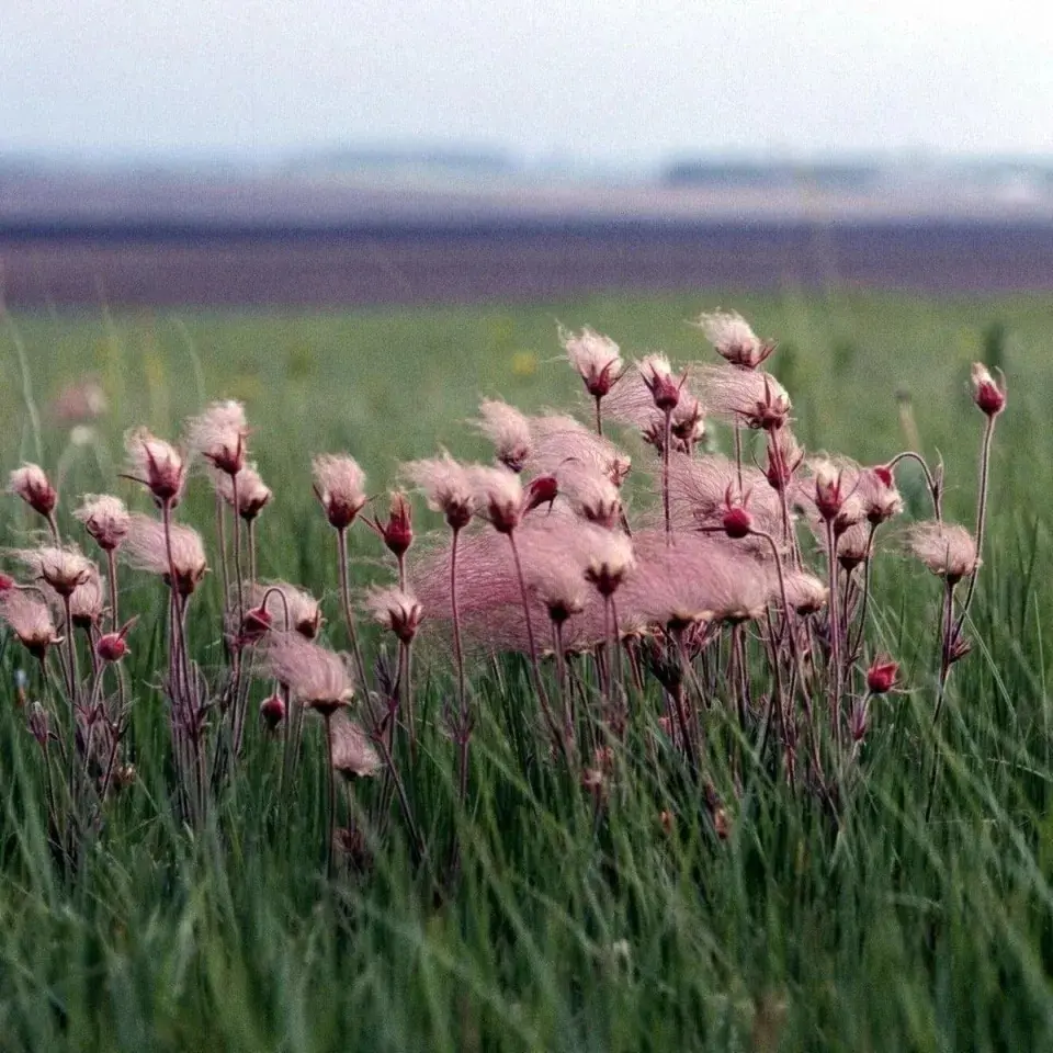 Nenáročná trvalka 