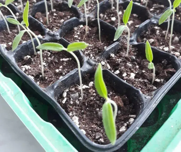 Nejlepší triky pro výsev rajčat na den svatého Josefa