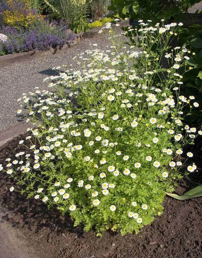 Tanacetum parthenium