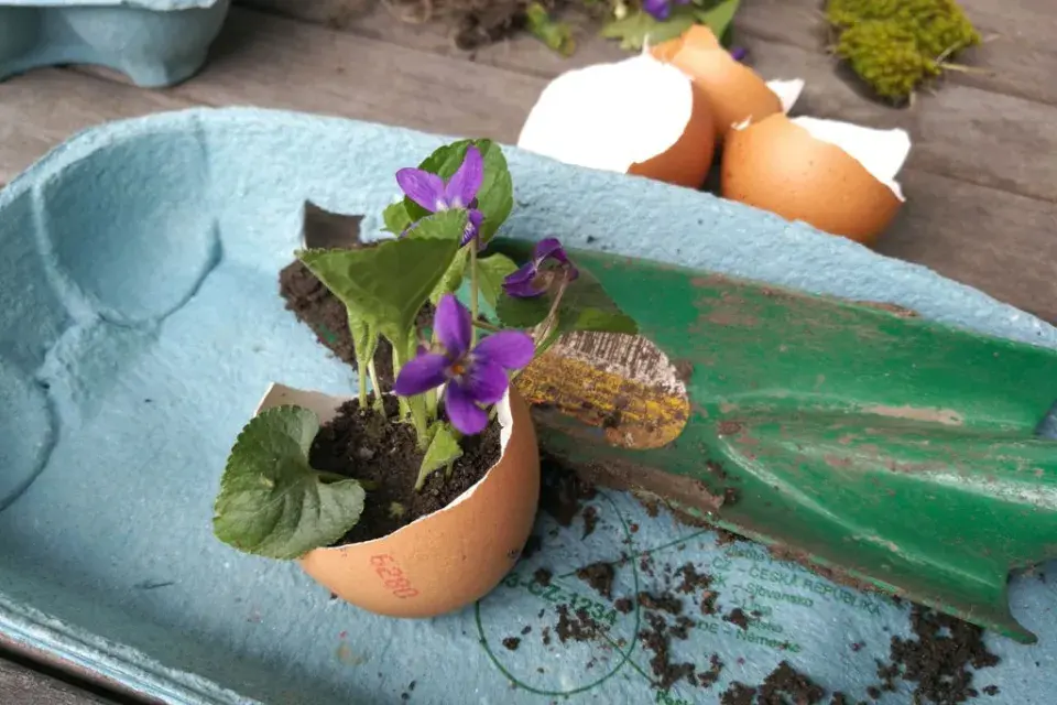 velikonoční dekorace, fialky