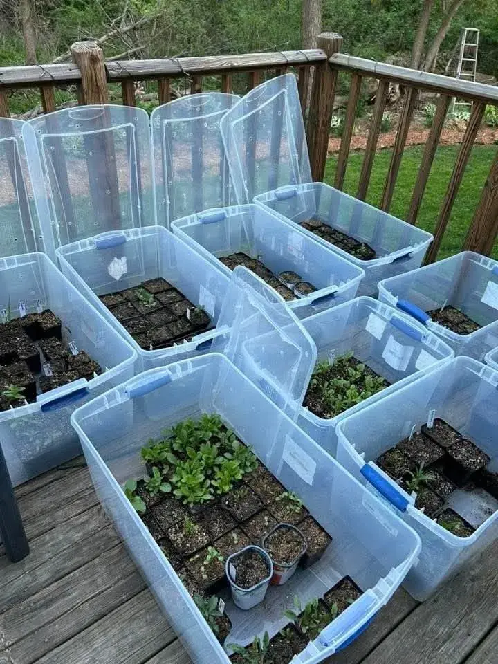 Pařeniště v krabici