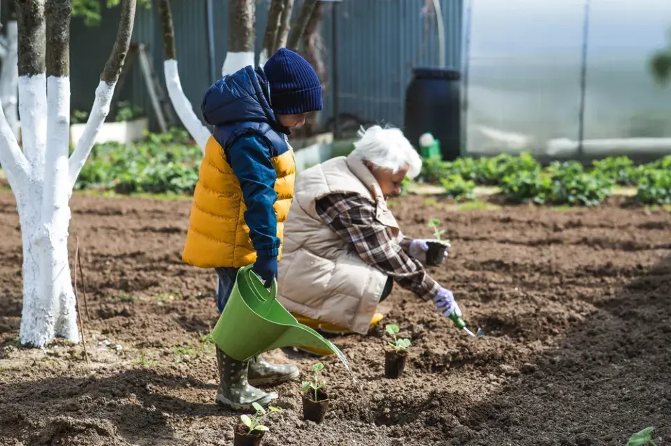 otužování sazenic