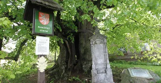 Nejúchvatnější a památné chráněné dřeviny České republiky