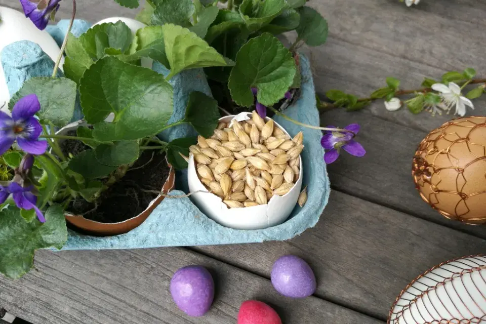 velikonoční dekorace, fialky