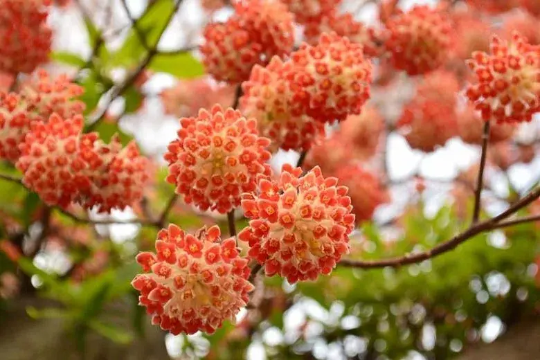 Edgeworthia Red Dragon 