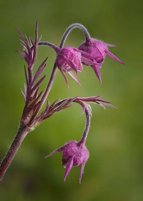 Nenáročná trvalka 