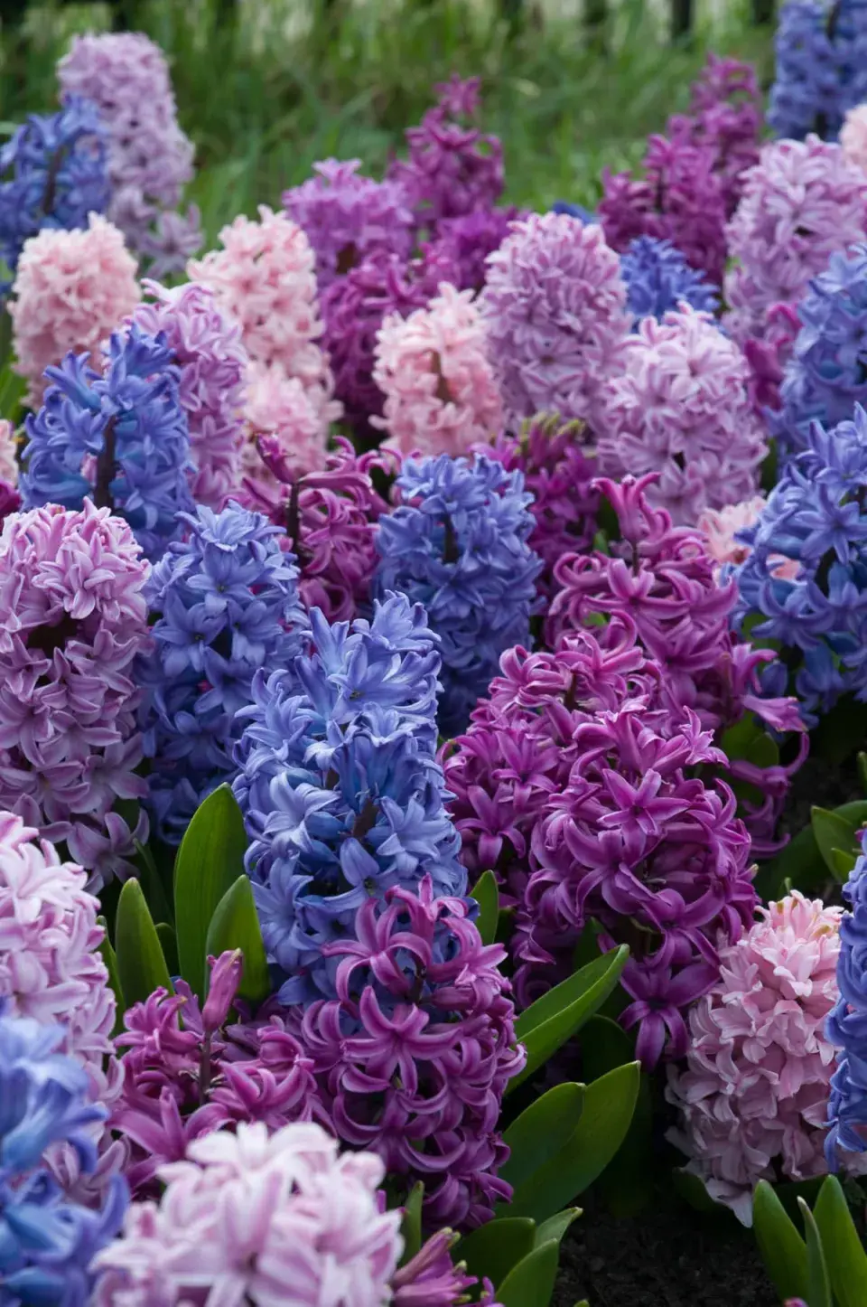 Hyacinty 
