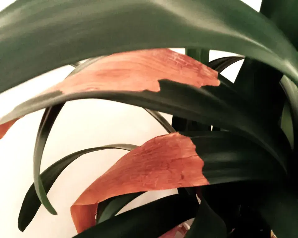 Zasychání listů u pokojových rostlin v detailu