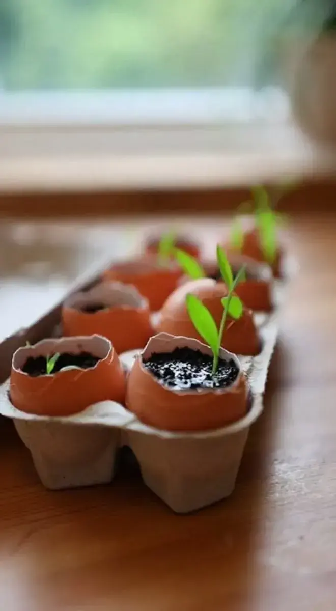 Předpěstování rostlin ve vaječných skořápkách