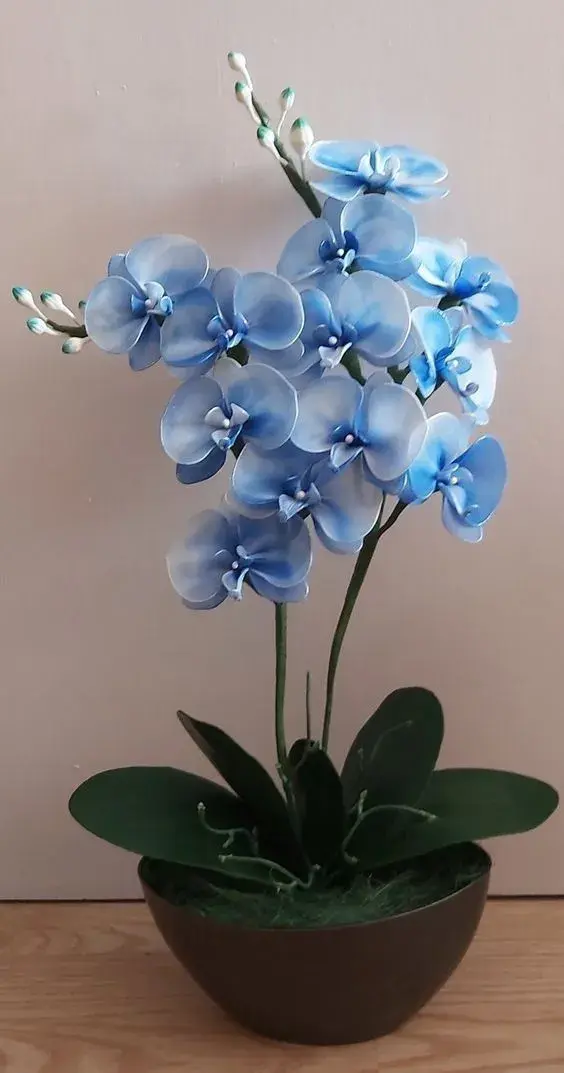 Jarní péče o orchideje krok za krokem: Co kontrolovat a jak má vypadat zdravá rostlina