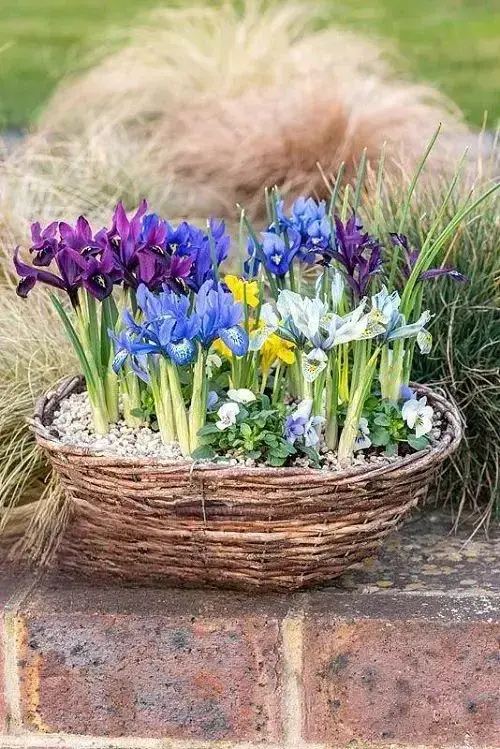Iris reticulata