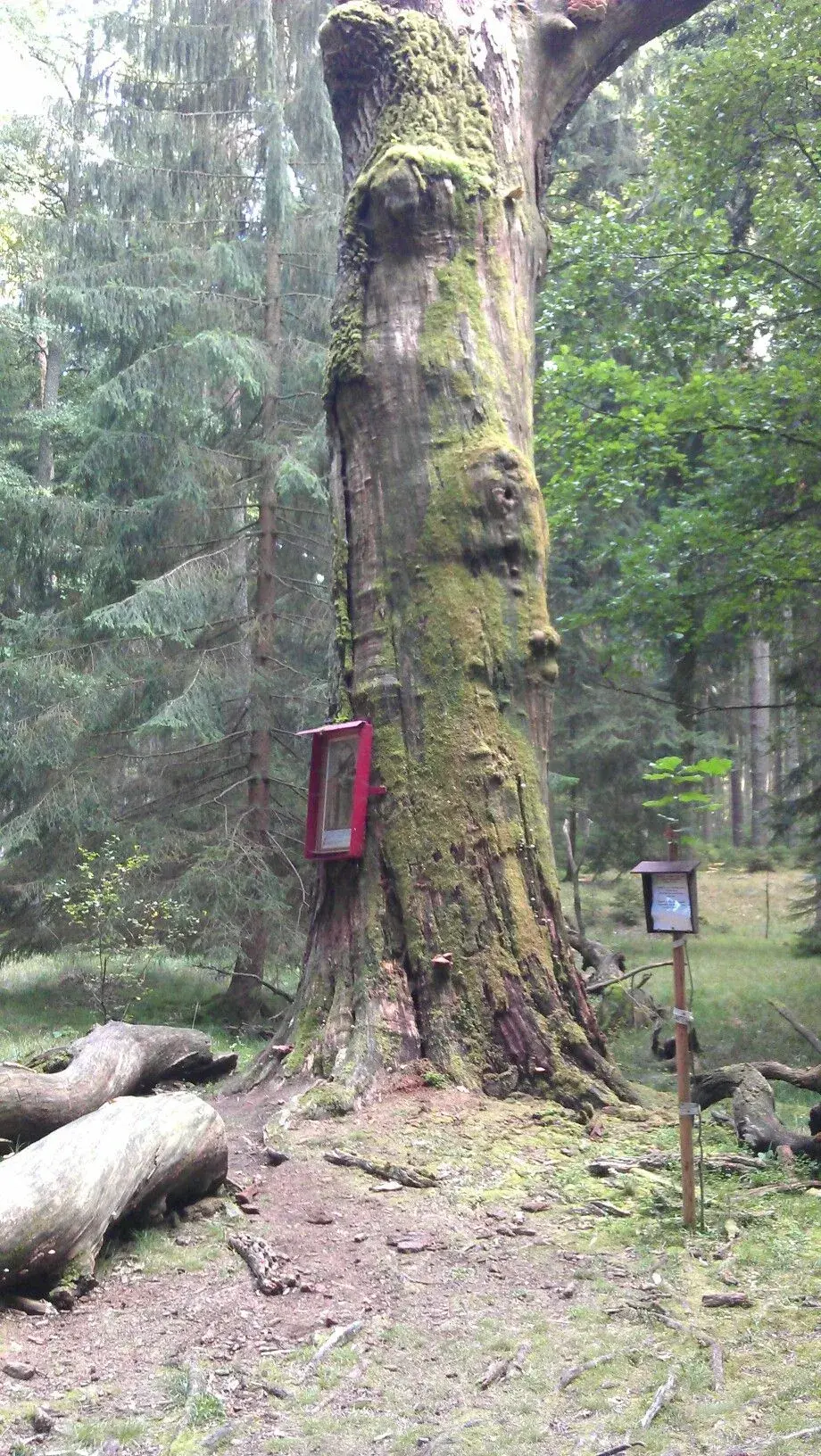 Nejúchvatnější a památné chráněné dřeviny České republiky