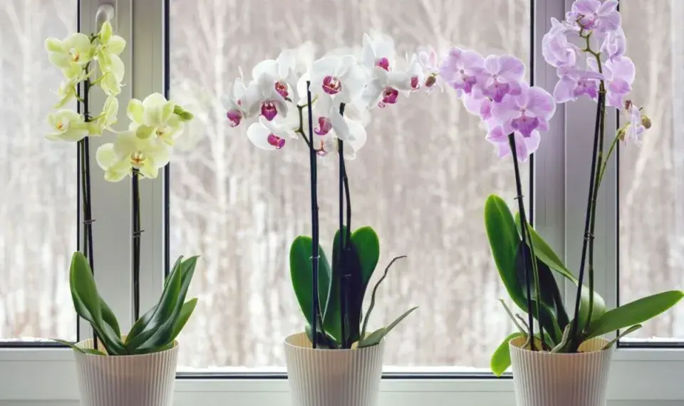 Jarní péče o orchideje krok za krokem: Co kontrolovat a jak má vypadat zdravá rostlina