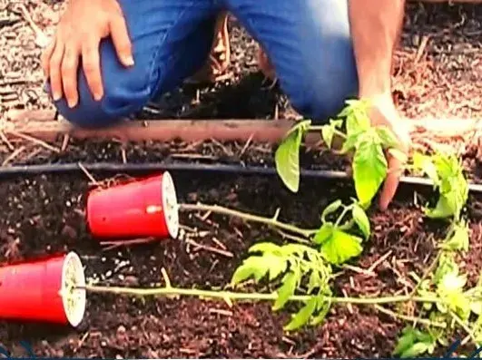 Výsadba rajčat naležato vám zajistí bohatou úrodu a kvalitní plody