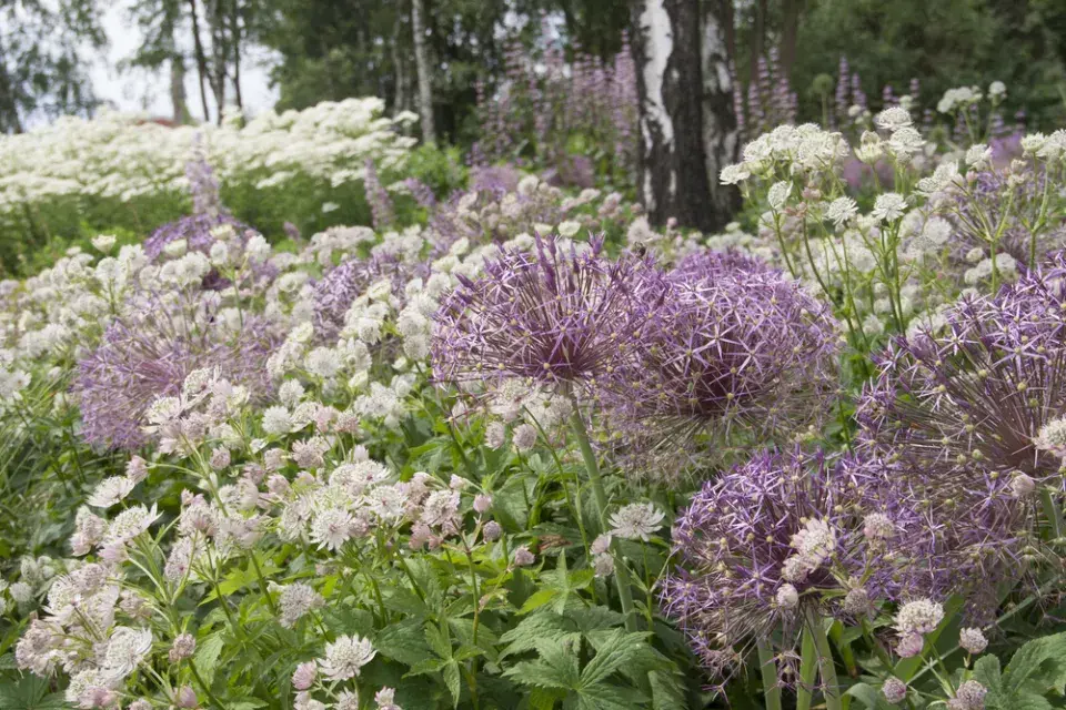 Česnek Schubertův (Allium schubertii) 