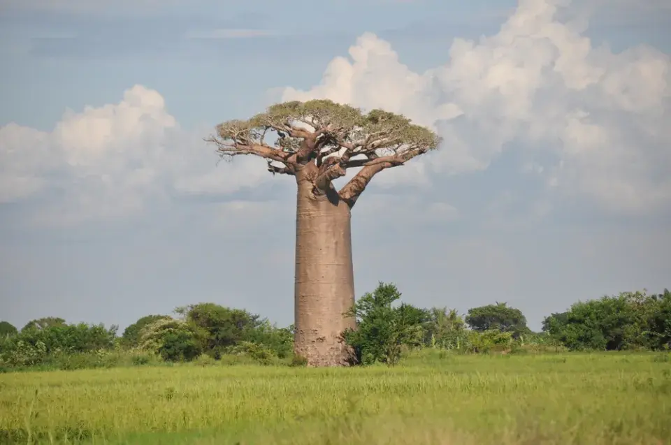 Největší stromy světa: Obři, kteří přepisují hranice přírody