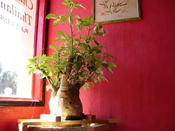 Pěstování baobabu v Česku