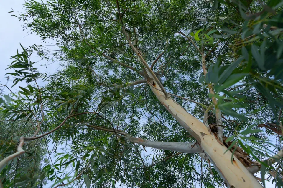 Největší stromy světa: Obři, kteří přepisují hranice přírody