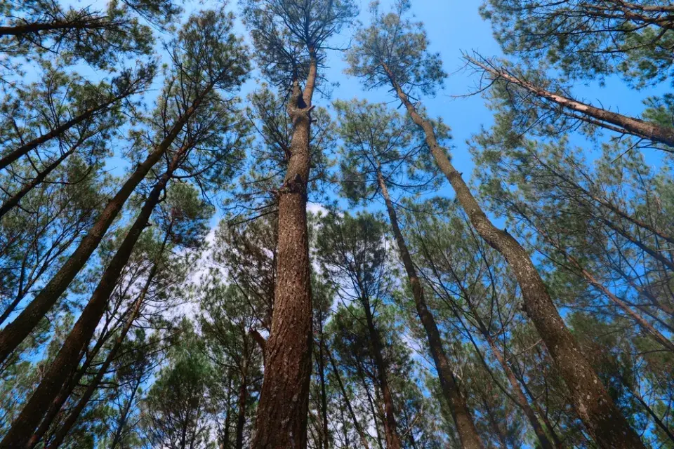 Největší stromy světa: Obři, kteří přepisují hranice přírody