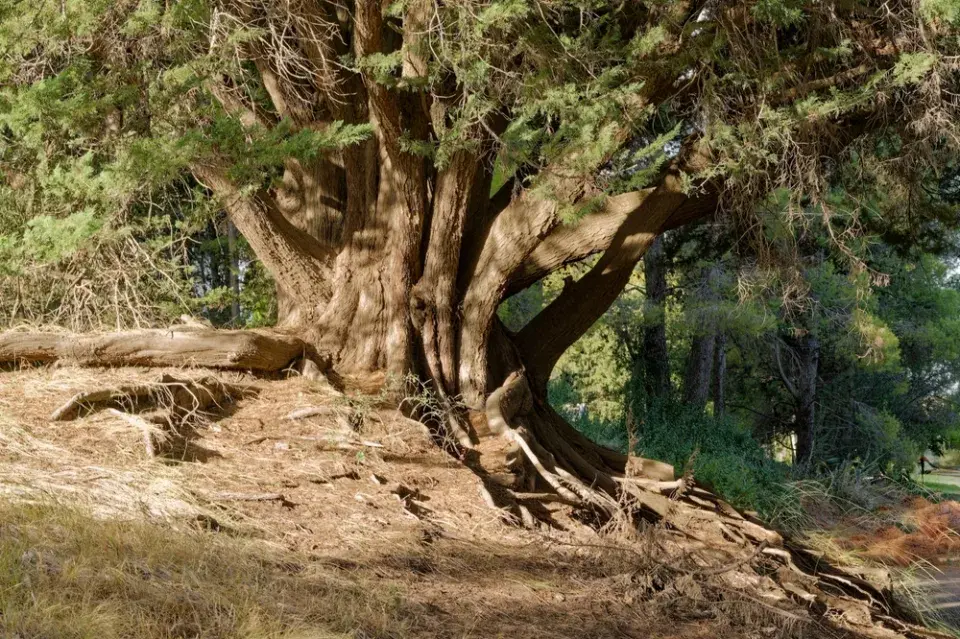 Největší stromy světa: Obři, kteří přepisují hranice přírody