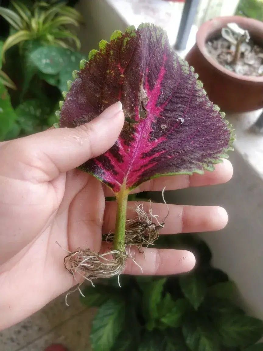 Řízkování pokojovek v praxi: jak krok za krokem množit africké kopřivy