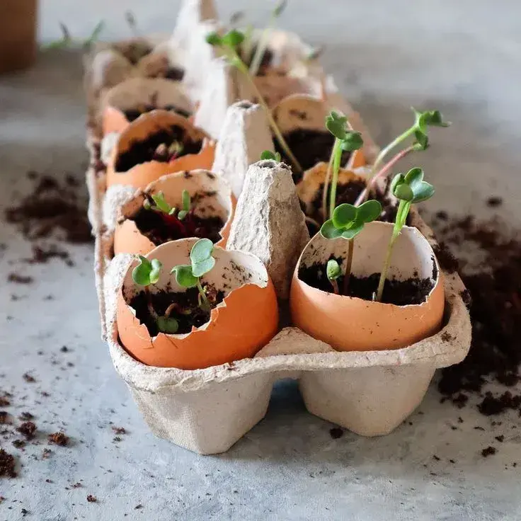 Předpěstování rostlin ve vaječných skořápkách